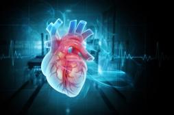 On sait pourquoi le cœur n’est pas touché par le cancer 