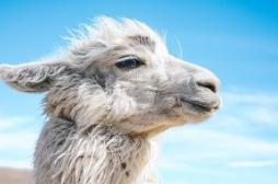 Schizophrénie : et si les lamas pouvaient guérir la maladie 