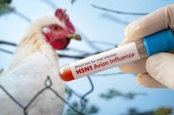 Grippe aviaire : un premier cas dans le Nord
