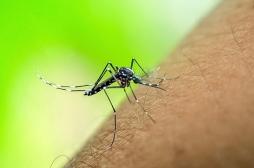 Chikungunya : un deuxième cas autochtone détecté en Isère
