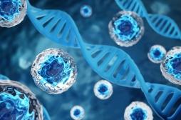 Greffe de cellules souches : un patient cancéreux obtient une rémission durable du VIH