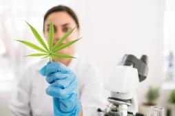 Cannabis thérapeutique : quand sera-t-il mis en place en France ?