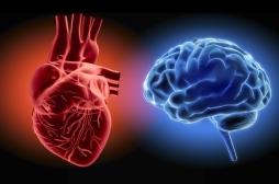 Hypertension : et si c’était la faute du cerveau ?