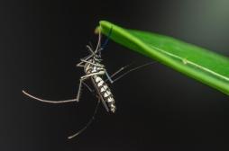 Chikungunya : plus de 60 cas autochtones recensés en métropole