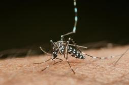 Moustique-tigre : comment le chikungunya s’installe en métropole