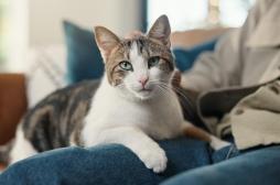 Coup de stress : votre chat ne peut rien pour vous ! 