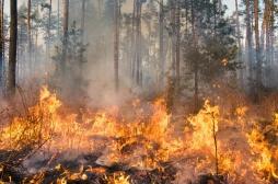 L'exposition aux incendies de forêt augmente le risque de cancer