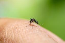Chikungunya et dengue s’implantent en France : comment les distinguer ?
