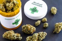 Cannabis thérapeutique : l’expérimentation débutera en 2020