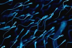 Grossesse : les spermatozoïdes défectueux doubleraient le risque de pré-éclampsie