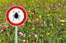 Il faut prendre des précautions contre la maladie de Lyme