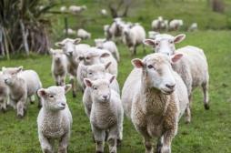Hautes-Alpes : 50 bêtes tuées par la fièvre charbonneuse, quels sont les risques pour les humains ?