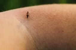 Après le chikungunya et la dengue, un premier cas autochtone de virus du Nil en France
