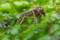 Quel est le phlébotome, cet insecte qui peut transmettre une maladie aux humains ?