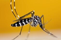 Le moustique tigre peut maintenant transmettre deux nouveaux virus