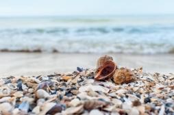 Alerte à la contamination de coquillages par l'hépatite A dans le Calvados