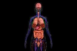 L'interstitium, le nouvel organe du corps humain est aussi le plus grand
