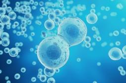 Lutter contre le vieillissement cellulaire pour traiter les maladies métaboliques ?