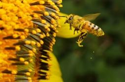 Cancer du poumon : les abeilles peuvent le repérer