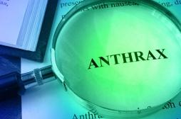 Anthrax : quelle est cette maladie qui a tué un homme en Thaïlande pour la première fois depuis 30 ans ?