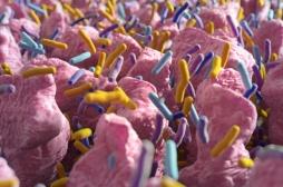 Un microbiome intestinal déséquilibré à la fois cause et conséquence des maladies cardiaques 