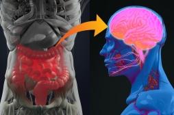 Dépression : et si c’était à cause du nerf vague relié au microbiote intestinal ?