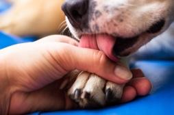 Amputée des quatre membres… après avoir été léchée par son chien