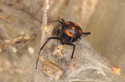 Des anticorps humains capables de neutraliser la toxine de la veuve noire 