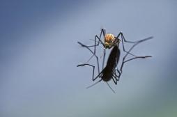 Paludisme : Bill Gates investit 4 millions de dollars pour éradiquer les moustiques