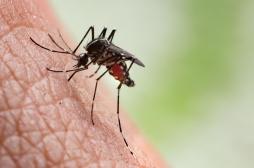 Chikungunya à La Réunion : une épidémie en pleine expansion