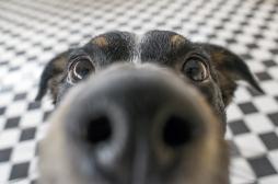 Parkinson : les chiens peuvent sentir la maladie