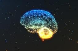 Une nouvelle région du cerveau découverte 