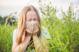 Ambroisie : les allergies ont commencé, premier pic prévu début août