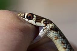 Enfant mordu par un serpent venimeux : comment réagir ? 
