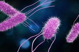 Salmonelles : de plus en plus résistantes à plusieurs classes d'antibiotiques