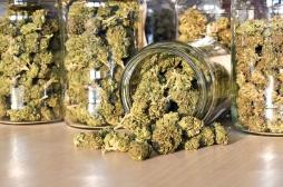Cannabis légal : de plus en plus de 