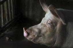 Des scientifiques américains sont parvenus à ressusciter des cerveaux de cochons décapités