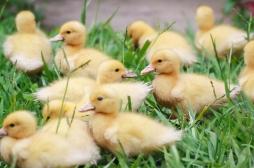 Un laboratoire girondin invente un vaccin contre une forme de la grippe aviaire
