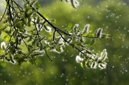 Allergie aux pollens : 11 départements du Sud-Est en alerte rouge