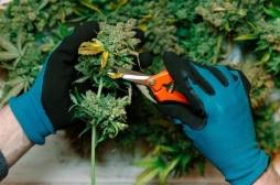 Cannabis thérapeutique : l’agence du médicament favorable à l’expérimentation d’ici fin 2019