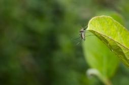 Dengue, Zika, Chikungunya : Google veut éradiquer les moustiques vecteurs de maladies