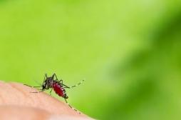 Les moustiques tigres colonisent les Hauts-de-Seine et le Val-de-Marne : comment s'en protéger ?