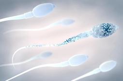 Contraception : la piste d’un anticorps monoclonal contre les spermatozoïdes