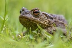 Dépression : et si le venin psychédélique d'un crapaud permettait de traiter ce trouble ?