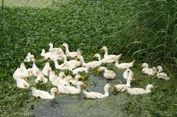 Grippe aviaire : la biosécurité  renforcée dans les élevages 