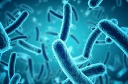 Quel est le rôle des bactéries dans le vieillissement ? 