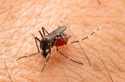 Chikungunya, zika, dengue : le moustique tigre progresse en France