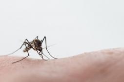 L'épidémie de dengue se poursuit aux Antilles