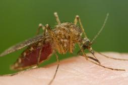 Un vaccin contre le paludisme présente des résultats prometteurs