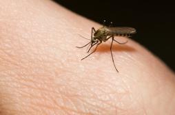 Paludisme : les poulets capables de repousser les moustiques vecteurs !